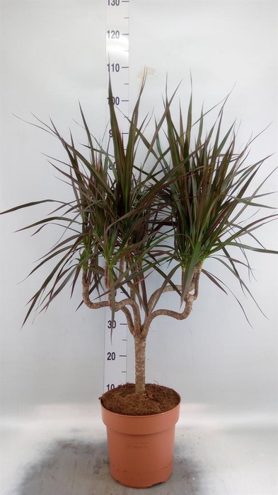 <h4>Dracaena marg. 'Magenta'</h4>
