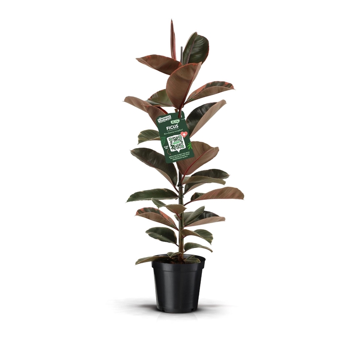 <h4>Ficus Elastica Belize</h4>