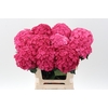 Hydrangea royal anastasia