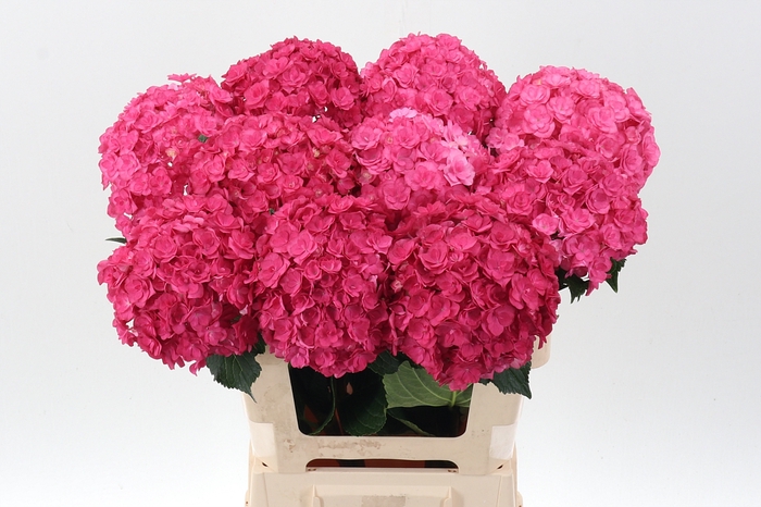 Hydrangea royal anastasia