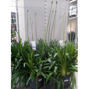 Agapanthus  'Big Blue'