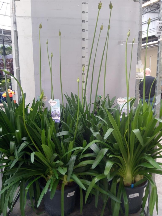 <h4>Agapanthus  'Big Blue'</h4>