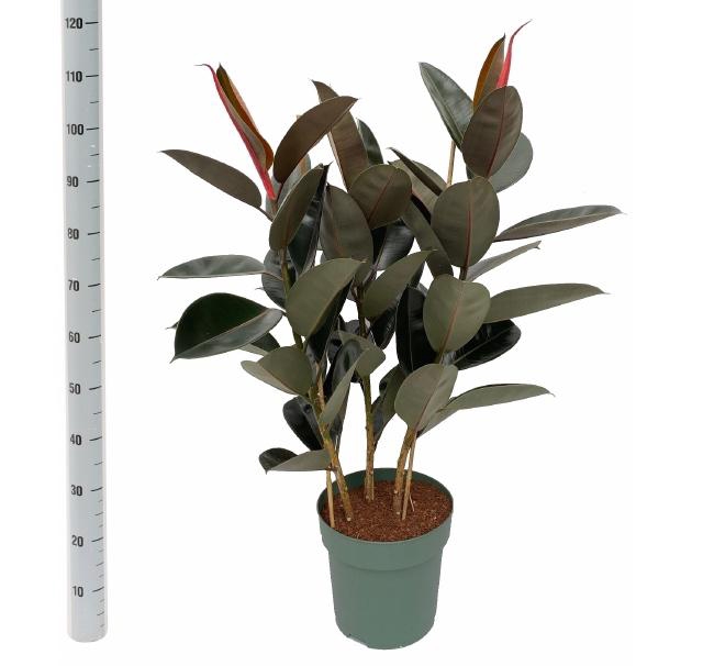 <h4>FIC EL ABIDJAN</h4>