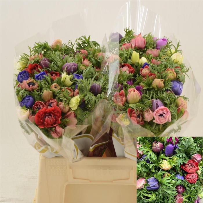 <h4>Anemone Fullstar Gem</h4>