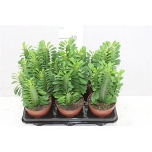 Euphorbia Trigona