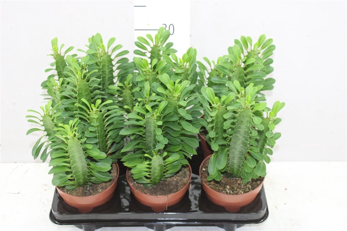 <h4>Euphorbia Trigona</h4>