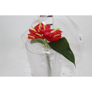 ANTHURIUM TROPICAL 6/7.5 025 CM DIAM MIN 6 CM VERMELHO