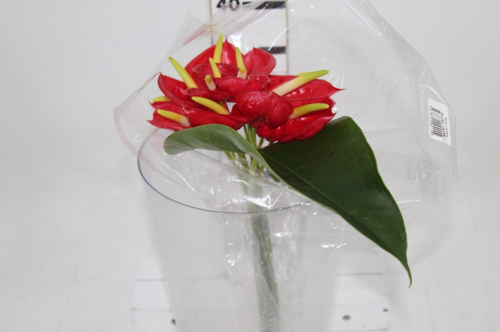 <h4>ANTHURIUM TROPICAL 6/7.5 025 CM DIAM MIN 6 CM VERMELHO</h4>