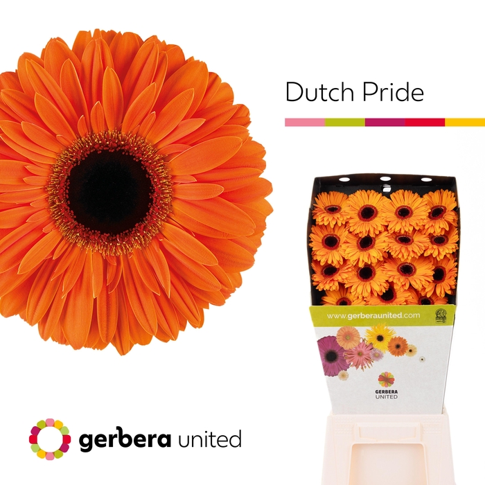 <h4>Gerbera diamond dutch pride</h4>