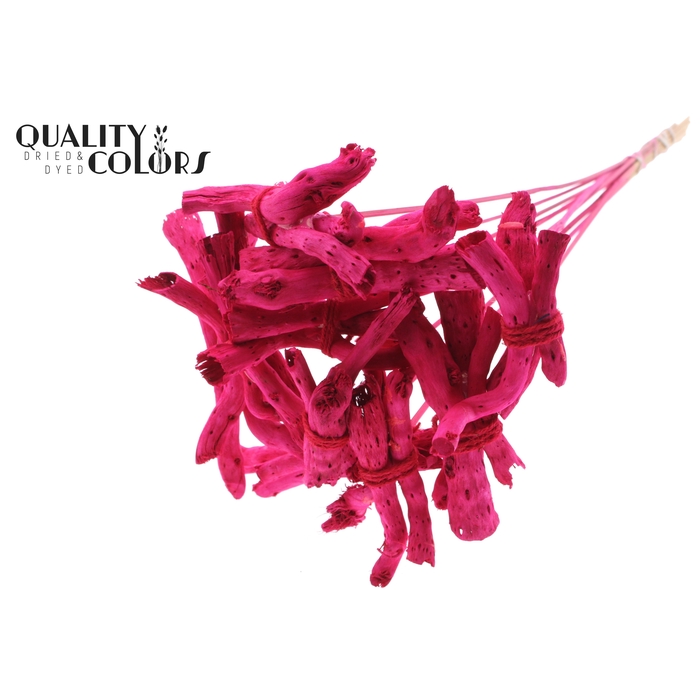 <h4>Gandiraj on stem Cerise</h4>