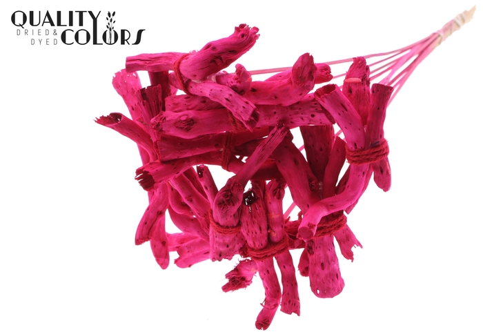 Gandiraj on stem Cerise