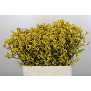 Anigozanthos Bush Down