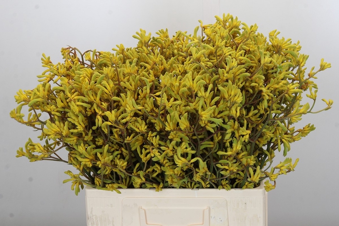Anigozanthos Bush Down