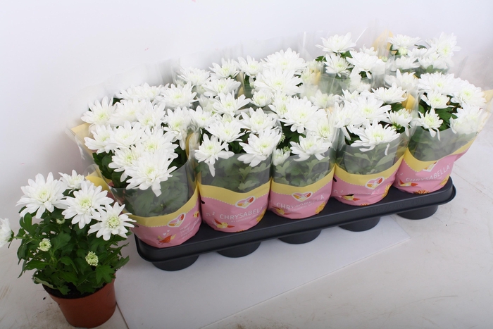 <h4>CHRYS BRAVE</h4>