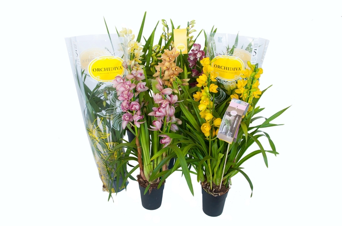 <h4>Cymbidium kleuren mix 4-5 tak</h4>