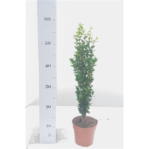 Buxus sempervirens Graham Blandy 30-40cm Zuilvorm