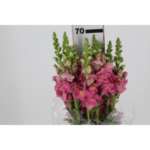 BOCA DE LEAO POTOMAC EARLY ROSE 070 CM