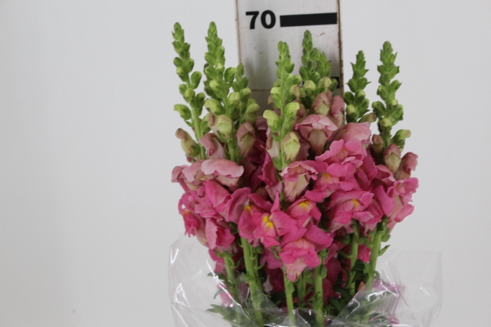 <h4>BOCA DE LEAO POTOMAC EARLY ROSE 070 CM</h4>
