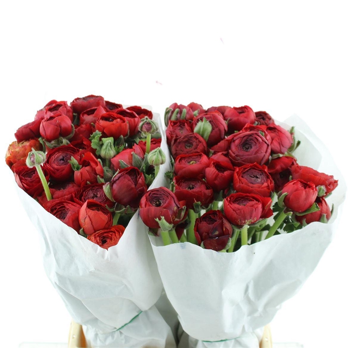 <h4>Ran Su Tango Red Extra</h4>