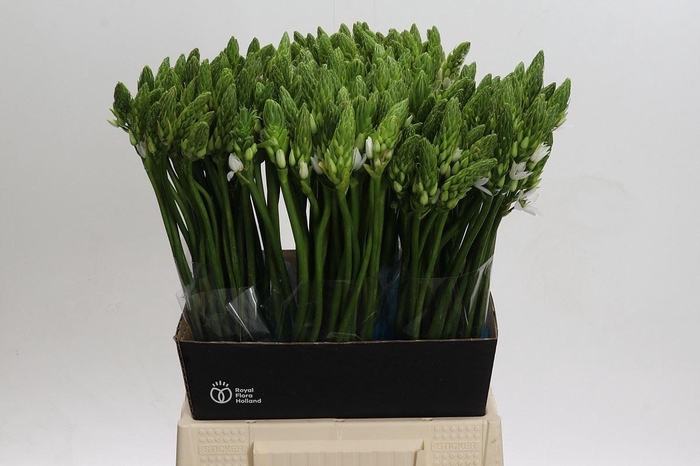 <h4>ORNIT THYRSOIDES MOUNT FUJI</h4>