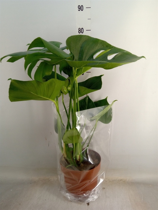 <h4>Monstera delic.</h4>