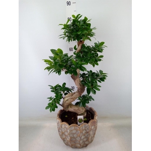 Ficus microcarpa 'Ginseng'