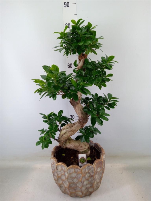 <h4>Ficus microcarpa 'Ginseng'</h4>