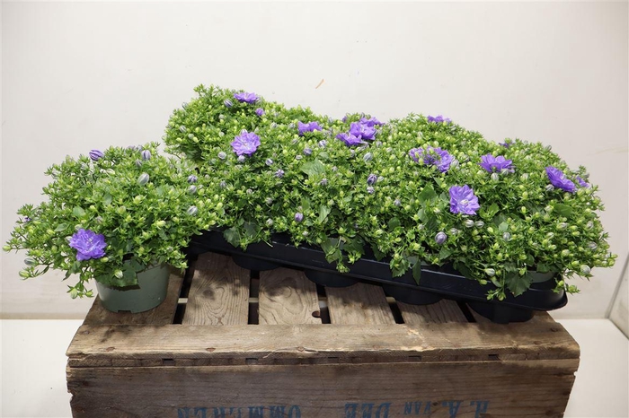 <h4>Camp Blue Like Mee</h4>