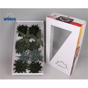 Aloe Mix (wincx) Cutflower Wincx-12cm