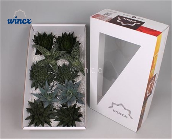 Aloe Mix (wincx) Cutflower Wincx-12cm