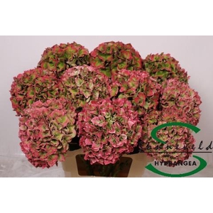 HYDR M CH RODEO CL