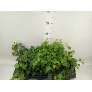 Hedera helix 'Wonder'