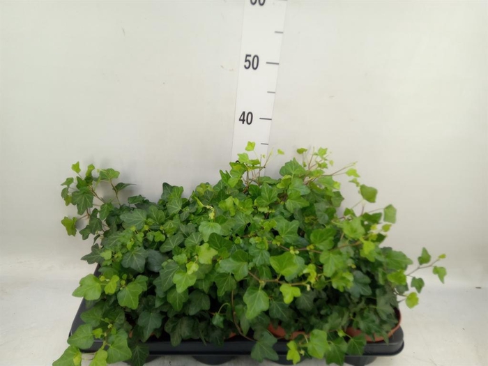 <h4>Hedera helix 'Wonder'</h4>