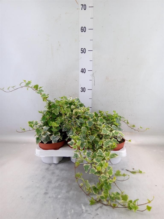 <h4>Hedera helix 'White Wonder'</h4>