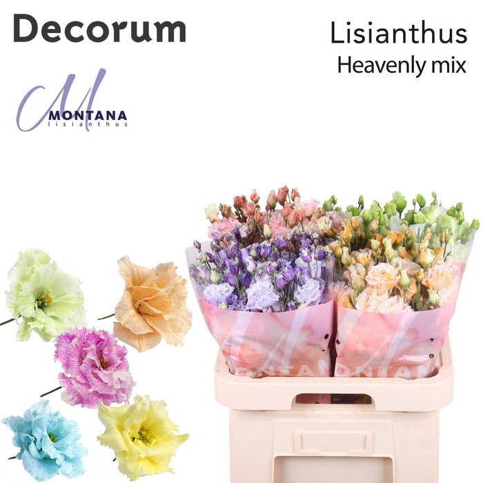 <h4>Lisianthus Dye heavenly mix</h4>