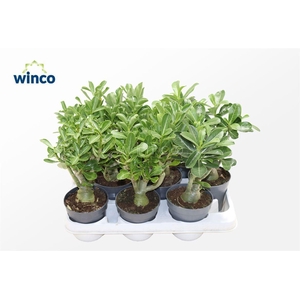 Adenium Obesum (caudex)