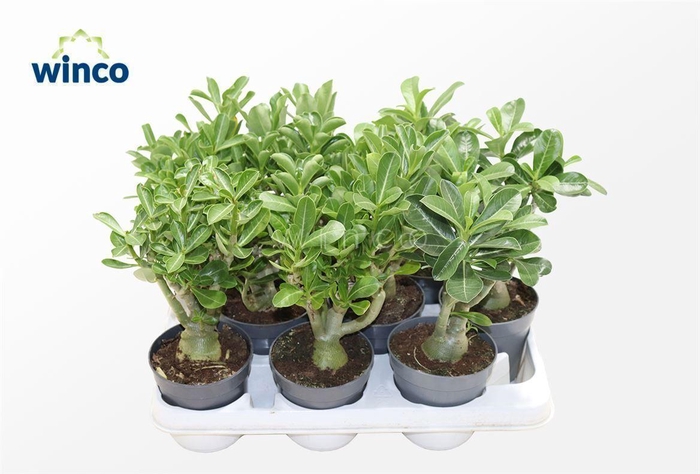 <h4>Adenium Obesum (caudex)</h4>