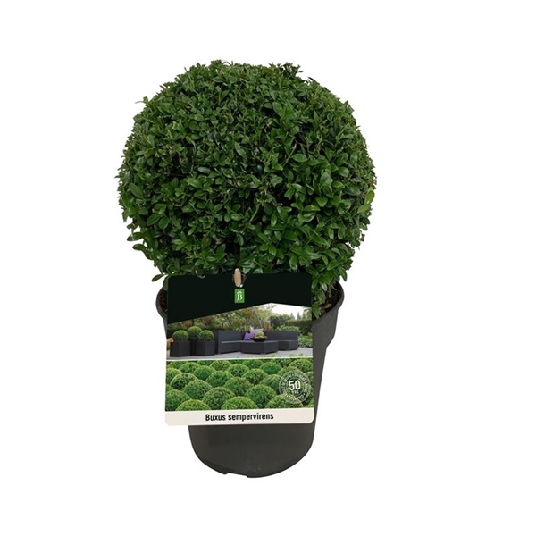 <h4>Buxus sempervirens</h4>