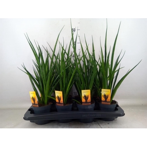 Sansevieria kirkii 'Friends'