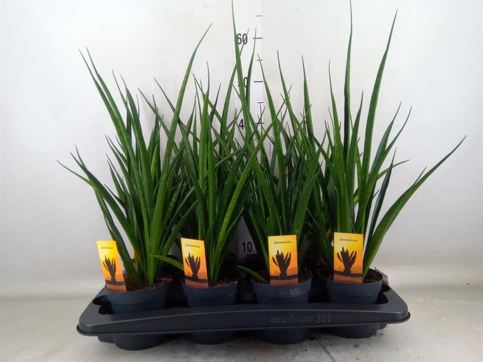 <h4>Sansevieria kirkii 'Friends'</h4>