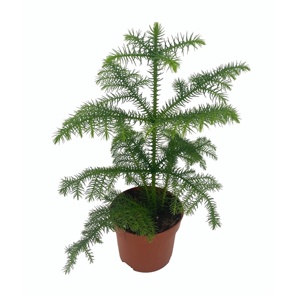 <h4>Araucaria Heterophylla</h4>