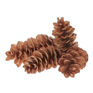 Pinecone Strobus 3kg