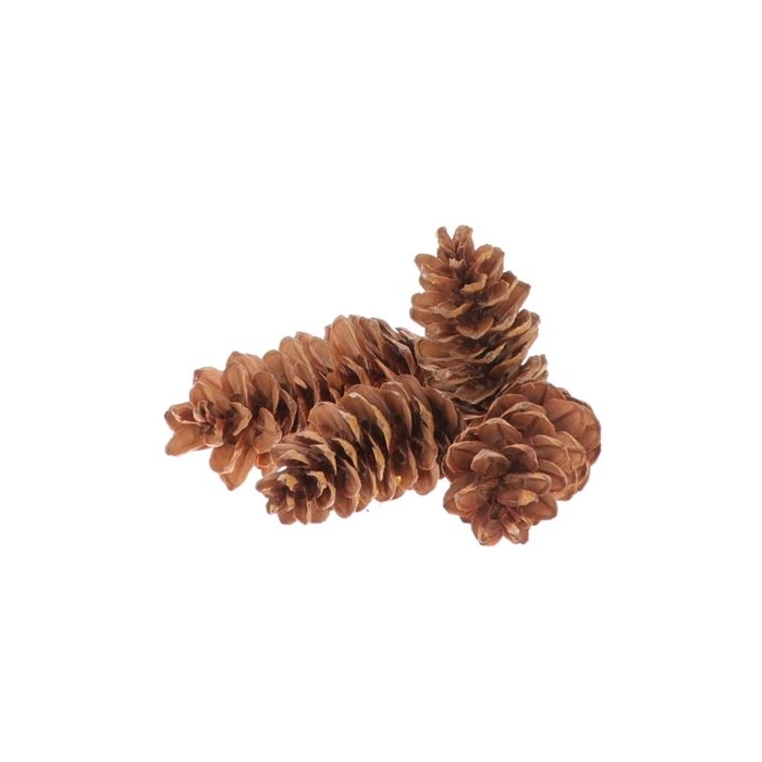 <h4>Pinecone Strobus 3kg</h4>