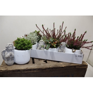 arr8 Arr Tuinplanten In Beton Engel