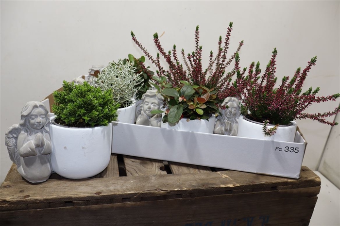 <h4>arr8 Arr Tuinplanten In Beton Engel</h4>