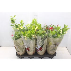 DIPLADENIA PICOLI P14 VARIADO