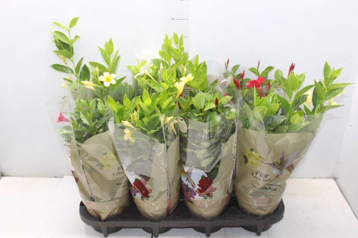 <h4>DIPLADENIA PICOLI P14 VARIADO</h4>