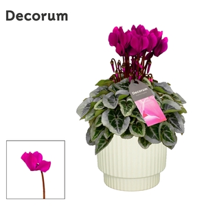 Cyclamen SS Picasso Paars in Ivy Ceramics Decorum