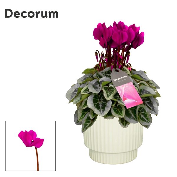 <h4>Cyclamen SS Picasso Paars in Ivy Ceramics Decorum</h4>