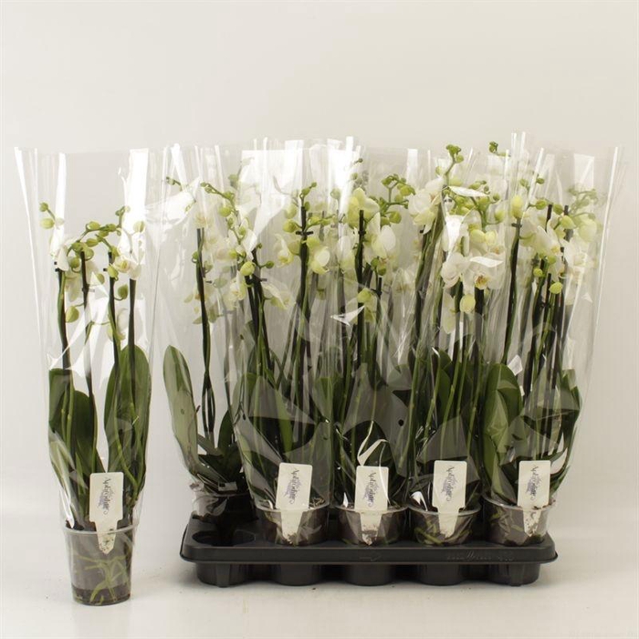 <h4>PHAL OV WIT</h4>